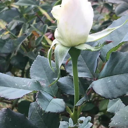 컨트리하우스 Le Ghiande 스펠로