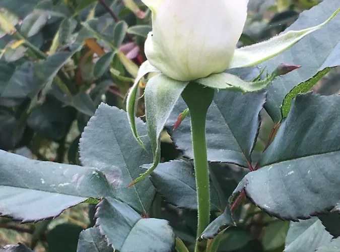 Casa de Campo Le Ghiande Spello