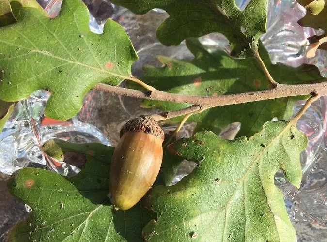 Casa de Campo Le Ghiande *